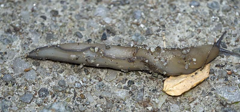 Limax strobeli da confermare